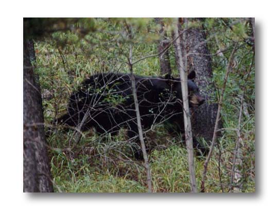 Bear in Jasper