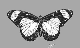 butterfly