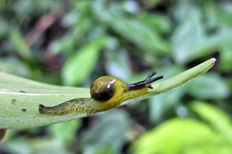 IMG_1067.jpg - Monteverde Cloud Forest