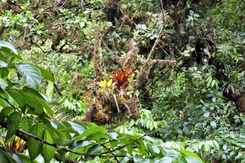 IMG_1089.jpg - Monteverde Cloud Forest