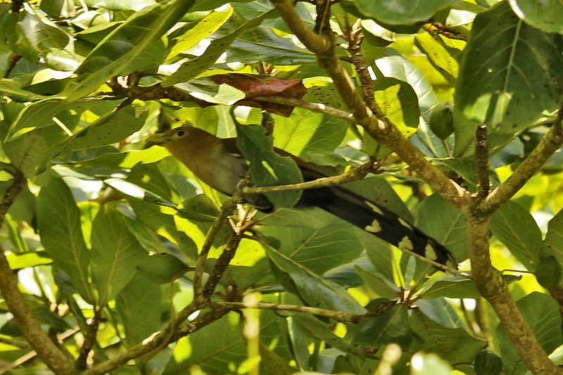 _1010065.jpg - Tortuguero National Park