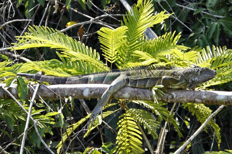 _1010086.jpg - Tortuguero National Park