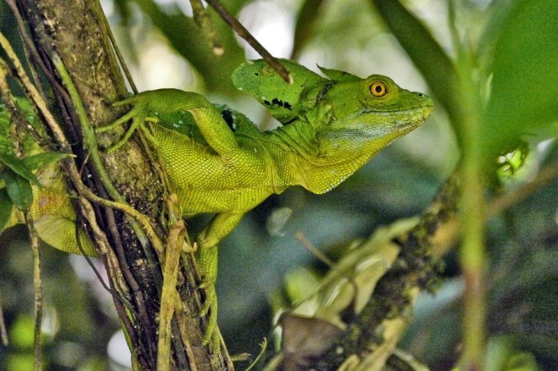 _1010111.jpg - Tortuguero National Park