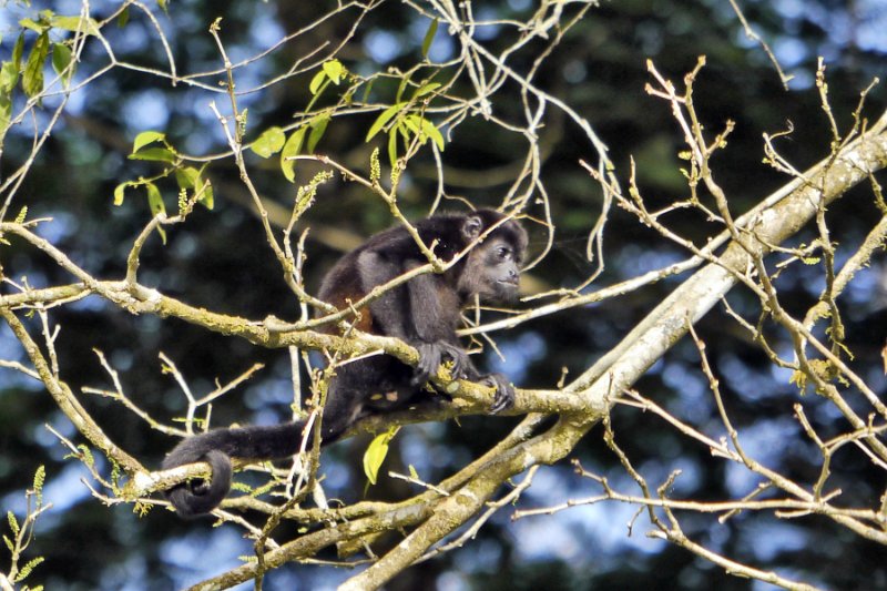 _1010116.jpg - Tortuguero National Park