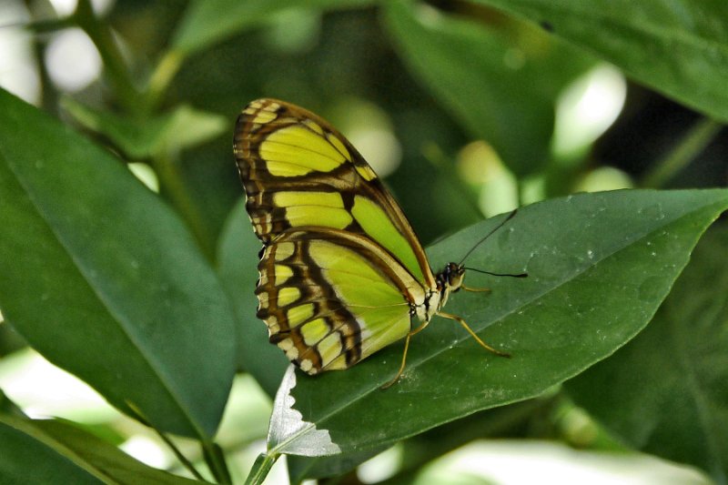 _1010186.jpg - Monteverde Cloud Forest