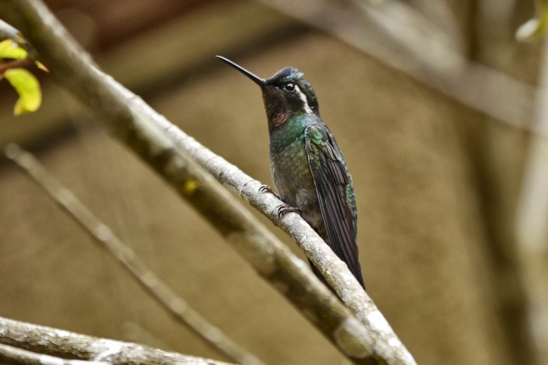 _1010230.jpg - Monteverde Cloud Forest