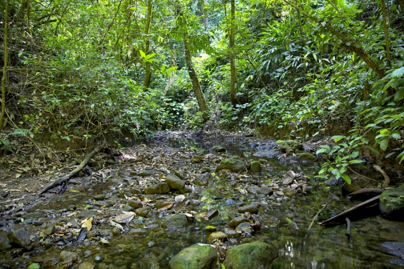 _MG_4571.jpg - Tiskita Biological Reserve