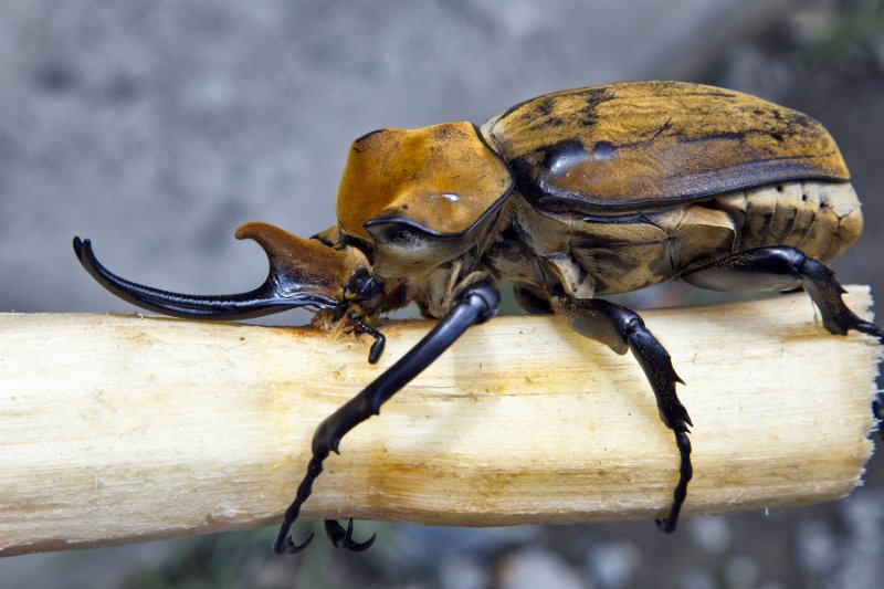 _MG_4696.jpg - Tortuguero National Park