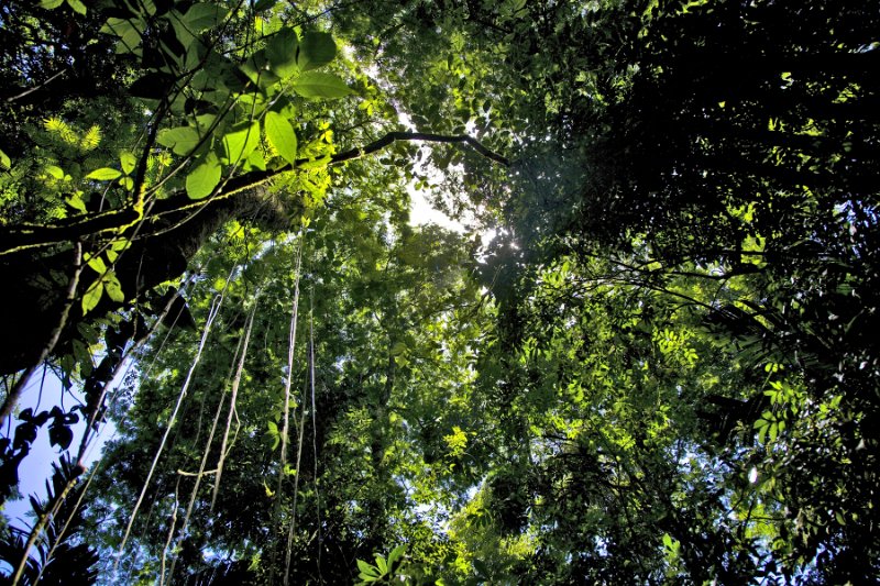 _MG_4776.jpg - Tortuguero National Park