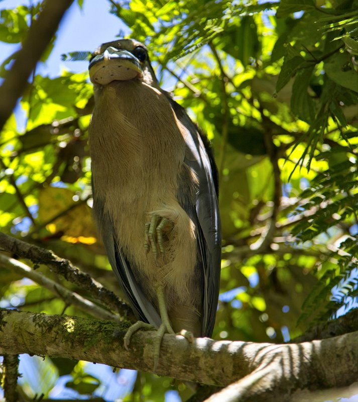 _MG_4780.jpg - Tortuguero National Park