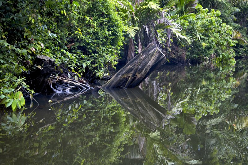 _MG_4824.jpg - Tortuguero National Park