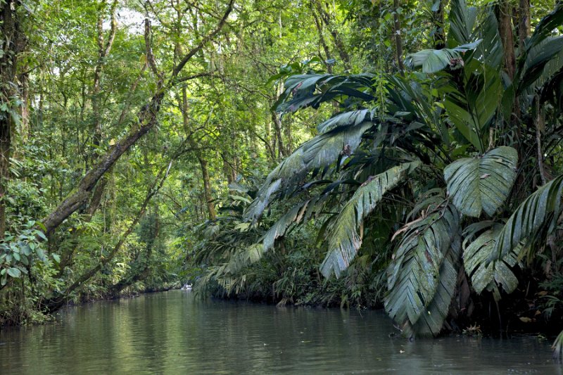 _MG_4833.jpg - Tortuguero National Park