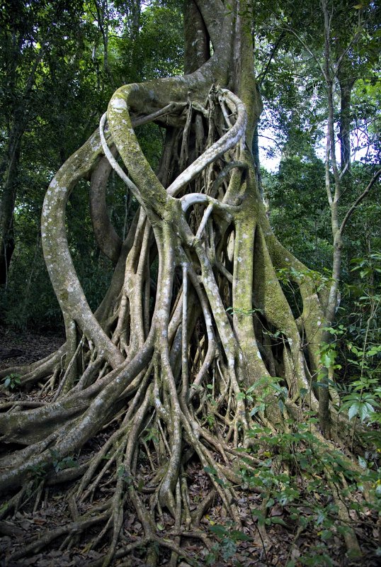 _MG_4873.jpg - Monteverde Cloud Forest