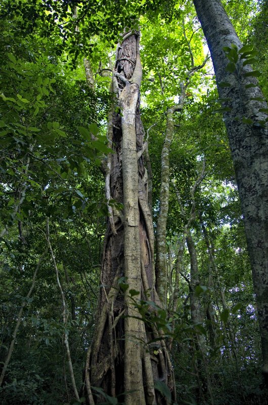 _MG_4875.jpg - Monteverde Cloud Forest