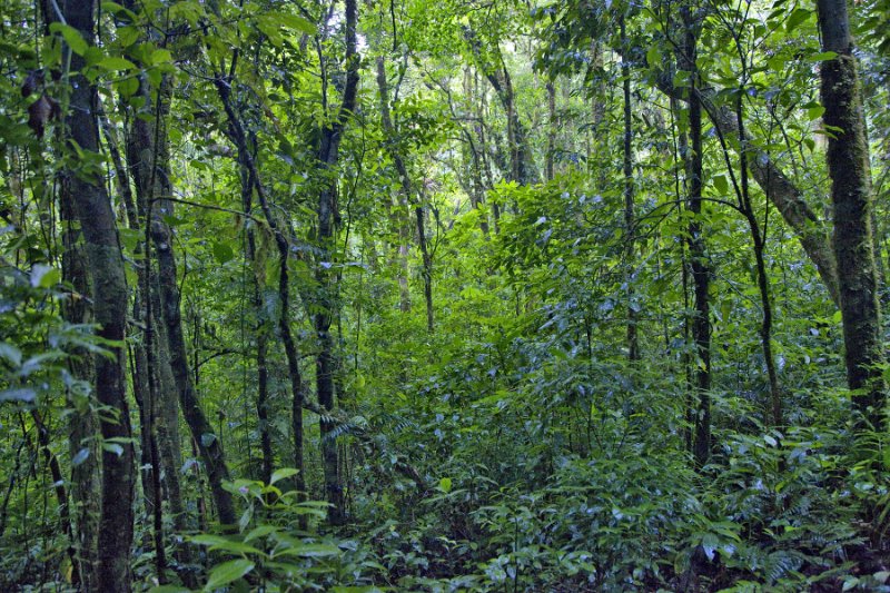 _MG_4969.jpg - Monteverde Cloud Forest