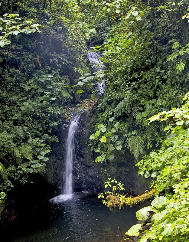_MG_5001.jpg - Monteverde Cloud Forest
