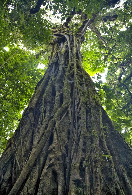 _MG_5005.jpg - Monteverde Cloud Forest