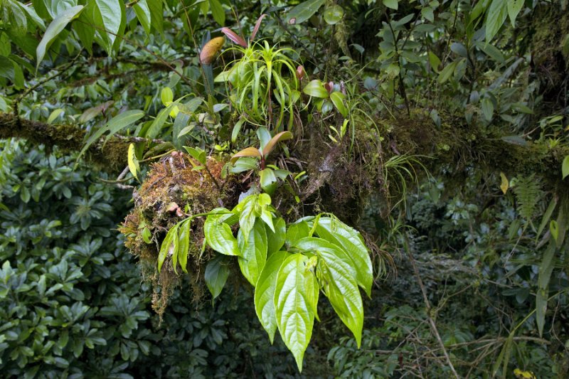 _MG_5029.jpg - Monteverde Cloud Forest