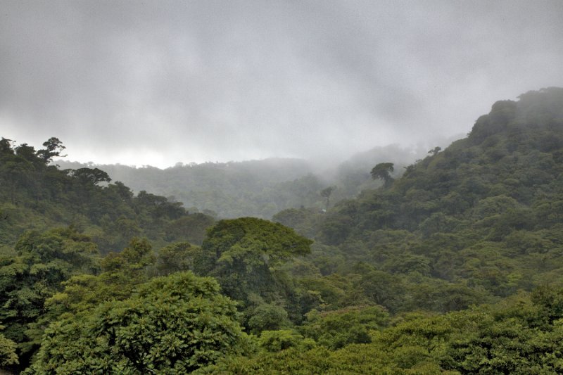 _MG_5059.jpg - Monteverde Cloud Forest