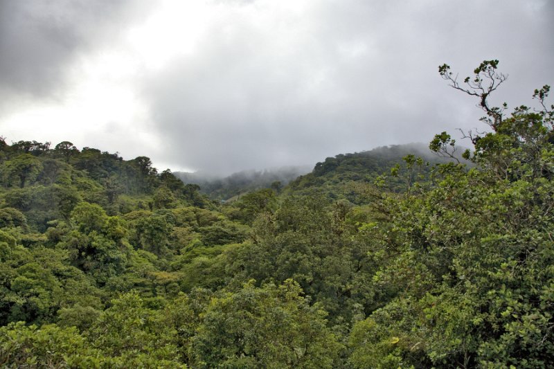 _MG_5065.jpg - Monteverde Cloud Forest