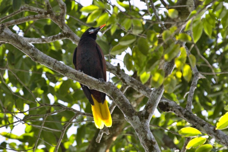 _MG_6846.jpg - Tortuguero National Park