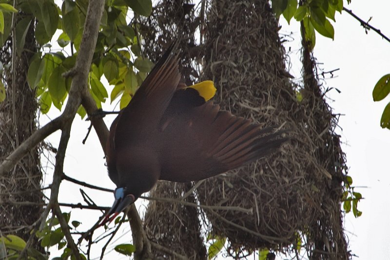 _MG_6856.jpg - Tortuguero National Park