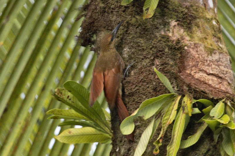 _MG_6915.jpg - Tortuguero National Park