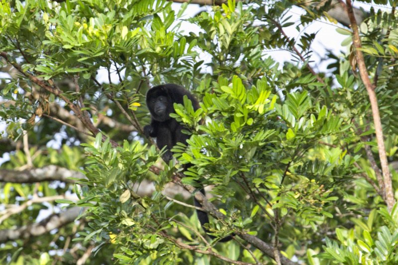 _MG_6916.jpg - Tortuguero National Park