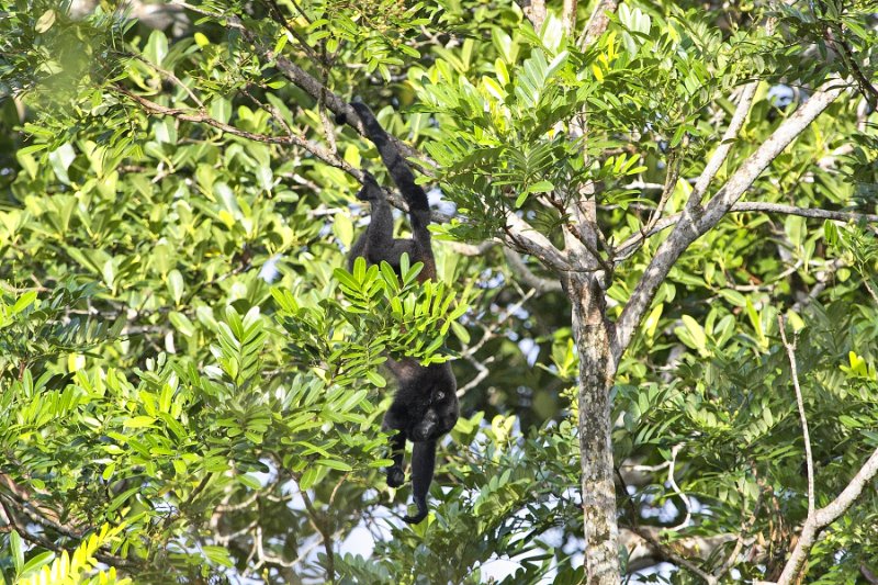 _MG_6922.jpg - Tortuguero National Park