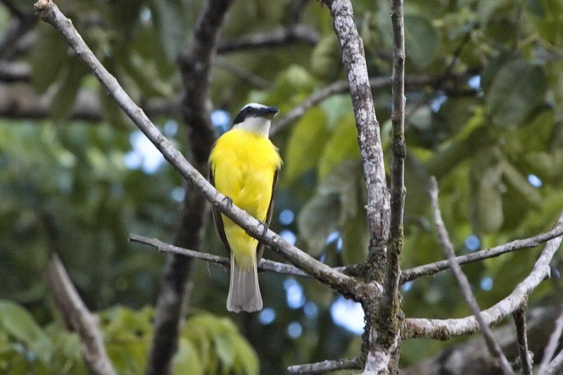 _MG_6933.jpg - Tortuguero National Park