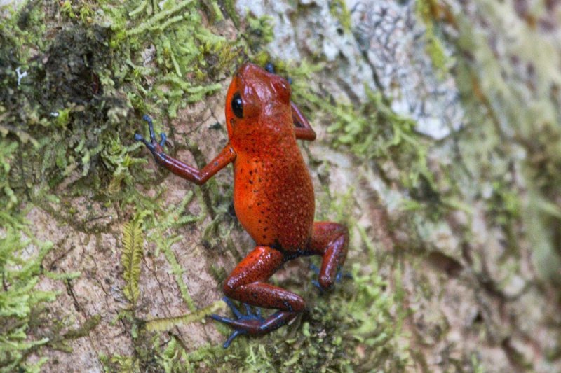 _MG_6969.jpg - Tortuguero National Park