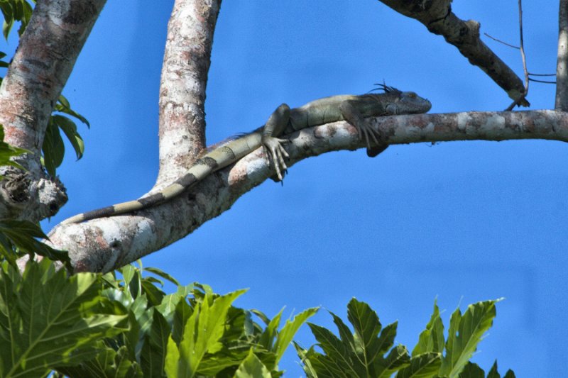 _MG_6978.jpg - Tortuguero National Park