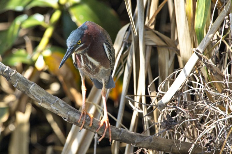 _MG_6985.jpg - Tortuguero National Park