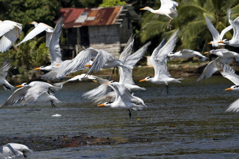 _MG_7030.jpg - Tortuguero National Park