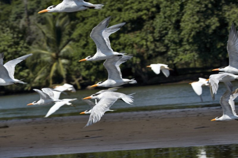 _MG_7032.jpg - Tortuguero National Park