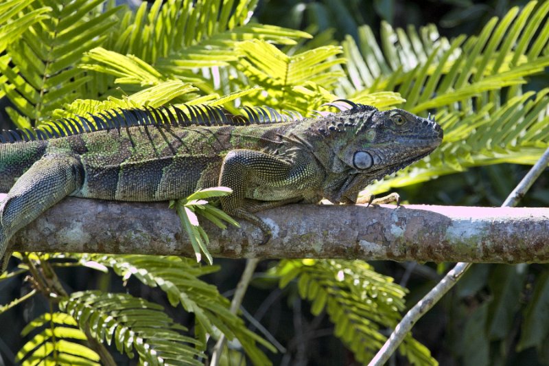 _MG_7058.jpg - Tortuguero National Park