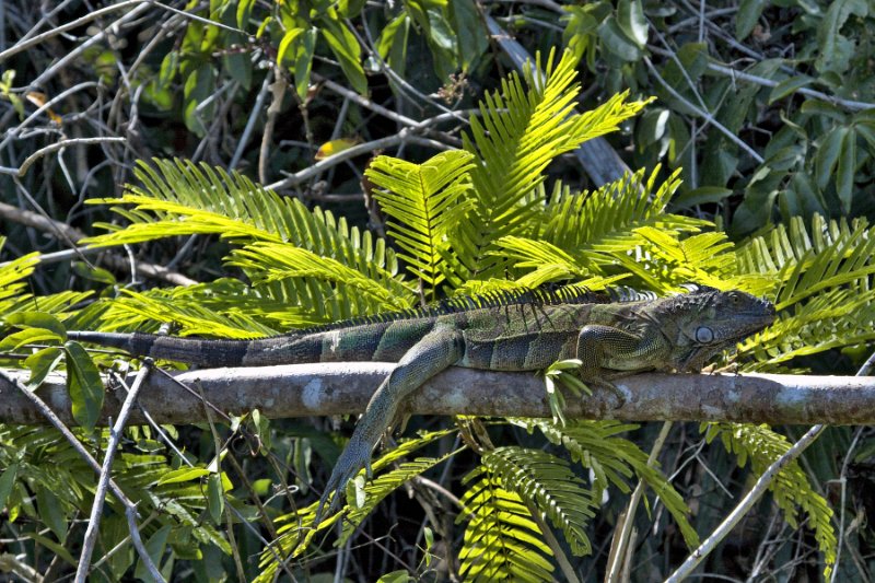 _MG_7059.jpg - Tortuguero National Park