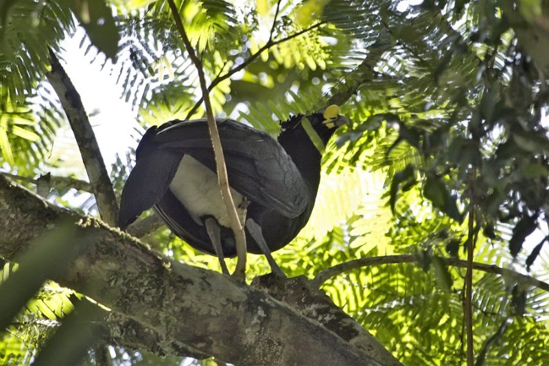 _MG_7076.jpg - Tortuguero National Park