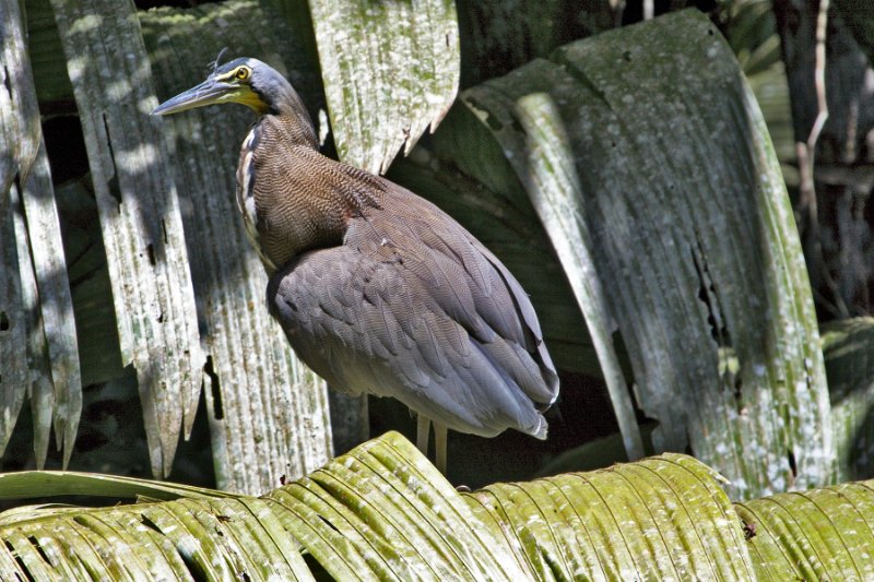 _MG_7103.jpg - Tortuguero National Park