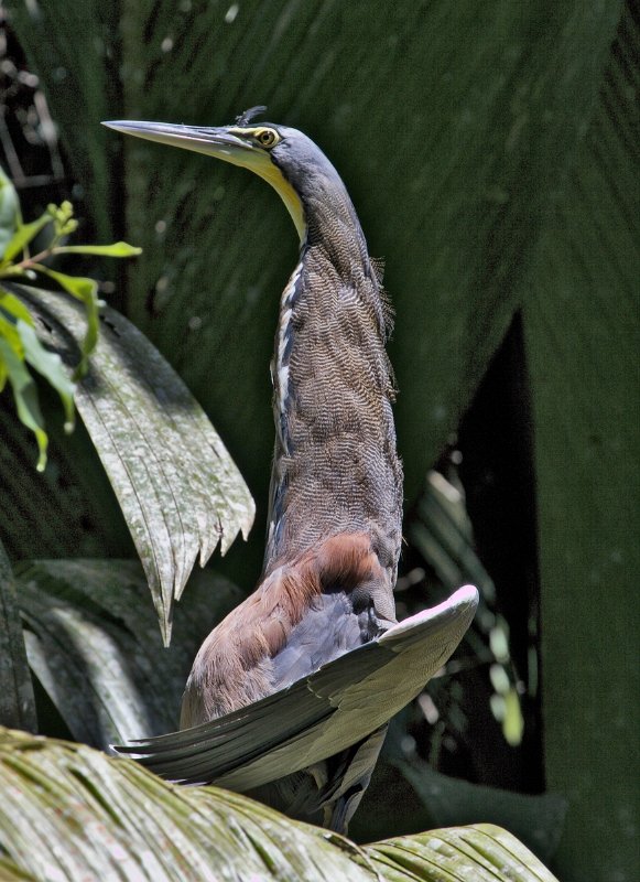 _MG_7114.jpg - Tortuguero National Park