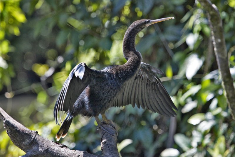 _MG_7133.jpg - Tortuguero National Park