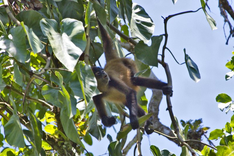 _MG_7149.jpg - Tortuguero National Park