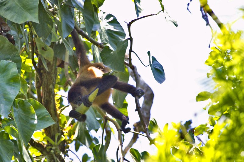 _MG_7150.jpg - Tortuguero National Park