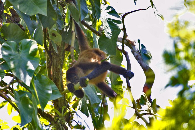 _MG_7152.jpg - Tortuguero National Park