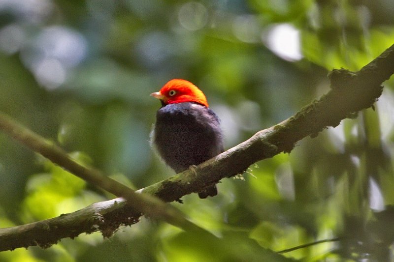 _MG_7178.jpg - Tortuguero National Park