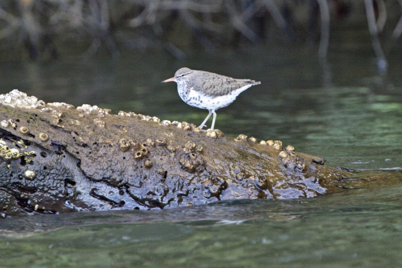 _MG_7214.jpg - Tortuguero National Park