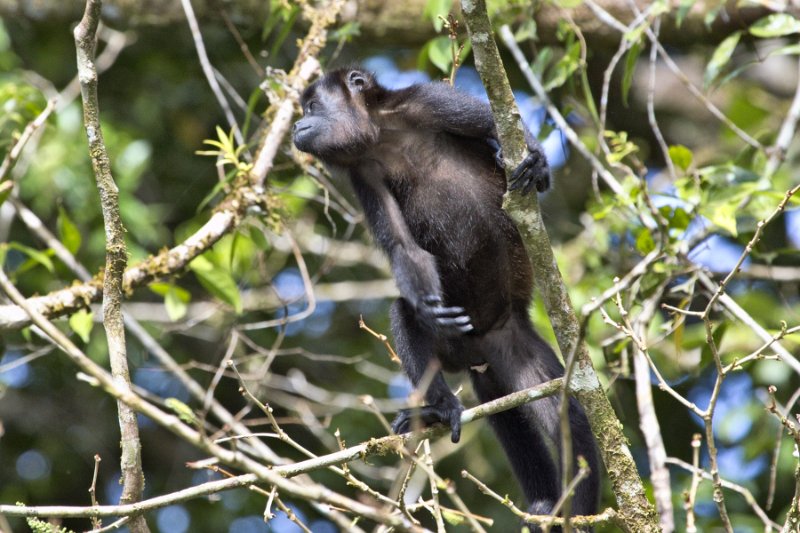 _MG_7220.jpg - Tortuguero National Park