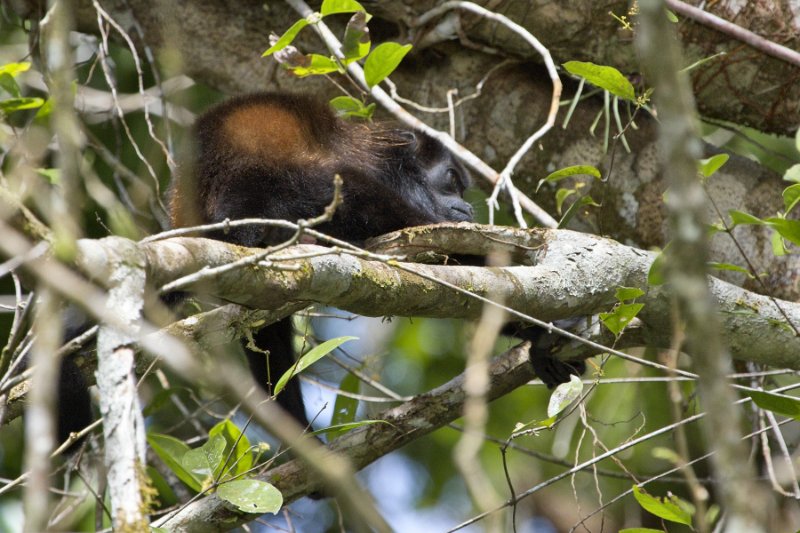 _MG_7230.jpg - Tortuguero National Park