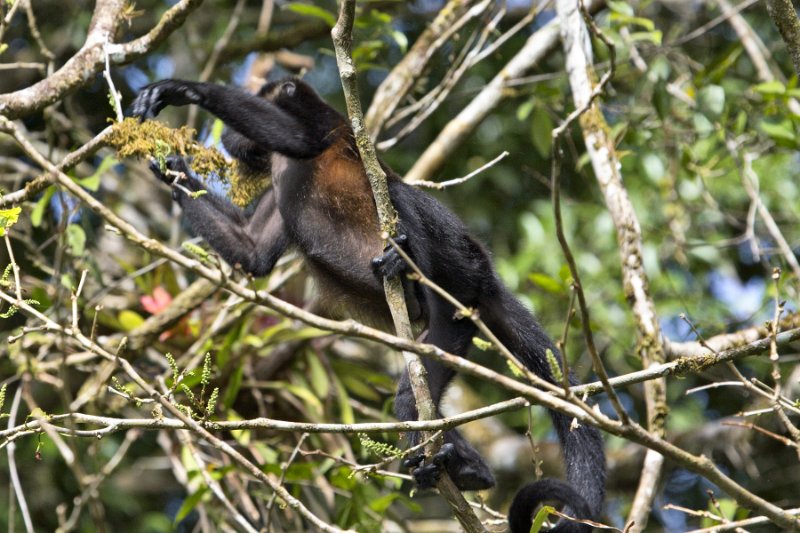 _MG_7247.jpg - Tortuguero National Park