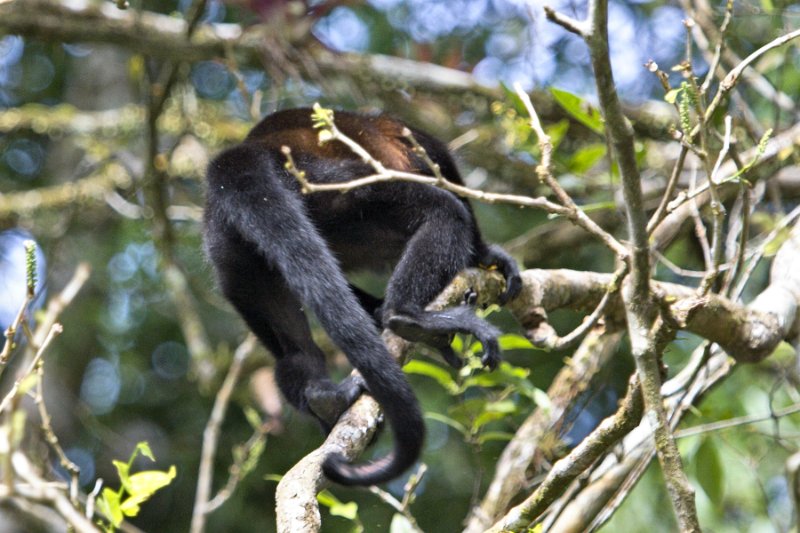 _MG_7250.jpg - Tortuguero National Park